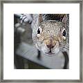 Curious Framed Print