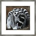 Curious Lemur Framed Print