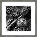 Curious River Otter Framed Print