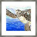 Curious Sea Turtle Framed Print