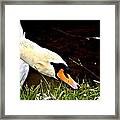 Curious Swan Framed Print