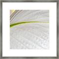 Curvas Blancas Framed Print