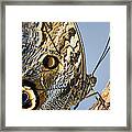 Curve Of A Butterfly Framed Print