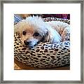 Cute Little Poodle Framed Print