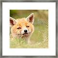 Cutie Face _red Fox Kit Framed Print