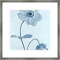 Cyanotype Windflowers Framed Print