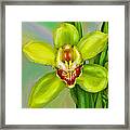 Cymbidium Orchid 2 Framed Print