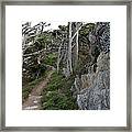 Cypress Grove Trail Framed Print