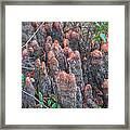 Cypress Knees Framed Print