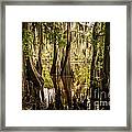 Cypress Knees On Caddo Lake Framed Print