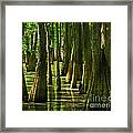 Cypress Light Framed Print