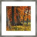 Cypress On The Guadalupe Framed Print