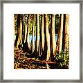 Cypress Tree Cluster 3 Framed Print