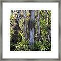 Cypress Framed Print