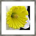 Daffodil 21 Framed Print