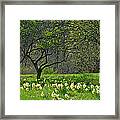 Daffodil Meadow Framed Print