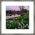 Daffodil Sunset Framed Print