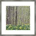 Daffodil Woods Framed Print