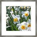 Daffodils Framed Print