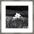 Daffodils - Infrared 02 Framed Print