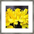 Daffodils Framed Print