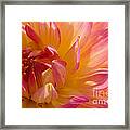 Dahlia 7 Framed Print