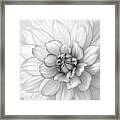 Dahlia Flower Black And White Framed Print