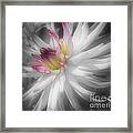 Dahlia Flower Splendor Framed Print