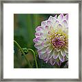 Dahlia In The Mist Framed Print