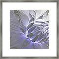 Dahlia Inner Beauty Framed Print