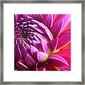 Dahlia's Dream Framed Print