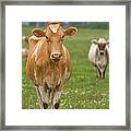 Dairy Cows Before A Atorm Framed Print