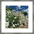 Daisies By The Path - Photo Art Framed Print