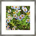 Daisies Digital Painting From A Photograph Framed Print