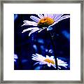 Daisies In The Blue Realm Framed Print