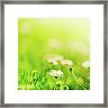 Daisies In The Field Framed Print