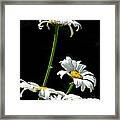 Daisies Framed Print