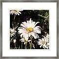 Daisy Framed Print