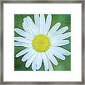 Daisy Flower Against Green Background Framed Print