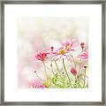 Daisy Flowers Framed Print