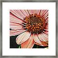 Daisy In Pink Framed Print