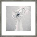 Daisy Love Framed Print