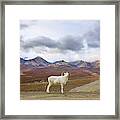 Dalls Sheep Ram Denali National Park Framed Print