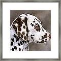 Dalmatian Puppy Painting Framed Print