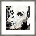 Dalmation Portrait Framed Print