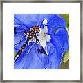 Damselfly 4 Framed Print