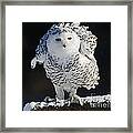 Dance Of Glory - Snowy Owl Framed Print