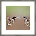 Dance Of The Hummingbirds Framed Print