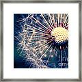 Dandelion 2 Framed Print