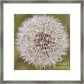 Dandelion Framed Print